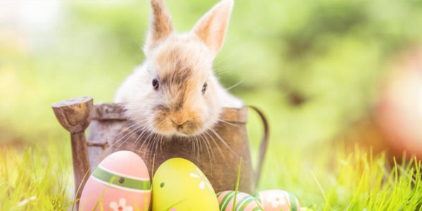 Pâques, ses lapins, oeufs... CreaTigre